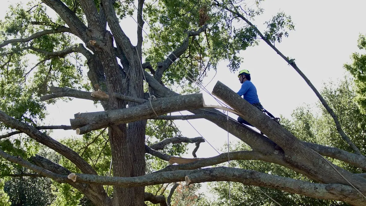 Professional Crown Thinning performed by certified arborists in Reedsville