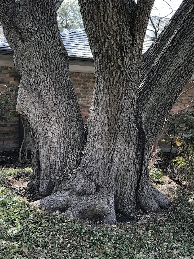 Mature heritage tree close to a Reedsville property cared for by certified arborists
